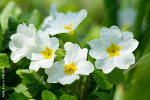 Spring flowers. White primrose or primula flowers