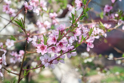 Wallpaper Mural Blooming pink flowers of a peach tree close-up, selective focus. The beginning of spring. Torontodigital.ca