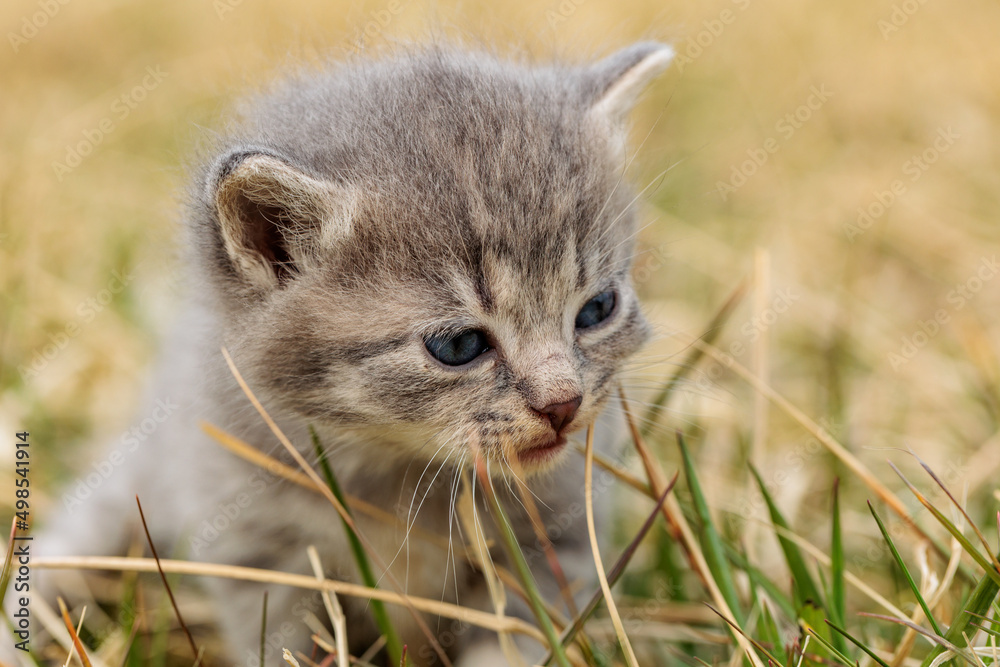portraitt of grey kitten on grass close up