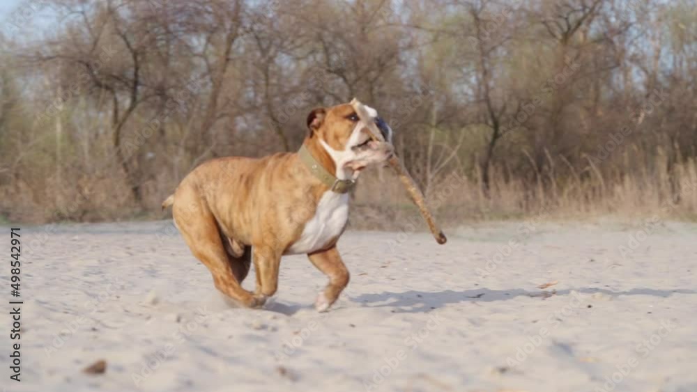 Dog English Bulldog Run on Sand, Slow Motion. Domestic Dog Plays with Wooden Stick Outdoors Near River Dog English Bulldog Run on Sand, Slow Motion. Domestic Dog Plays with Wooden Stick Outdoors Near River