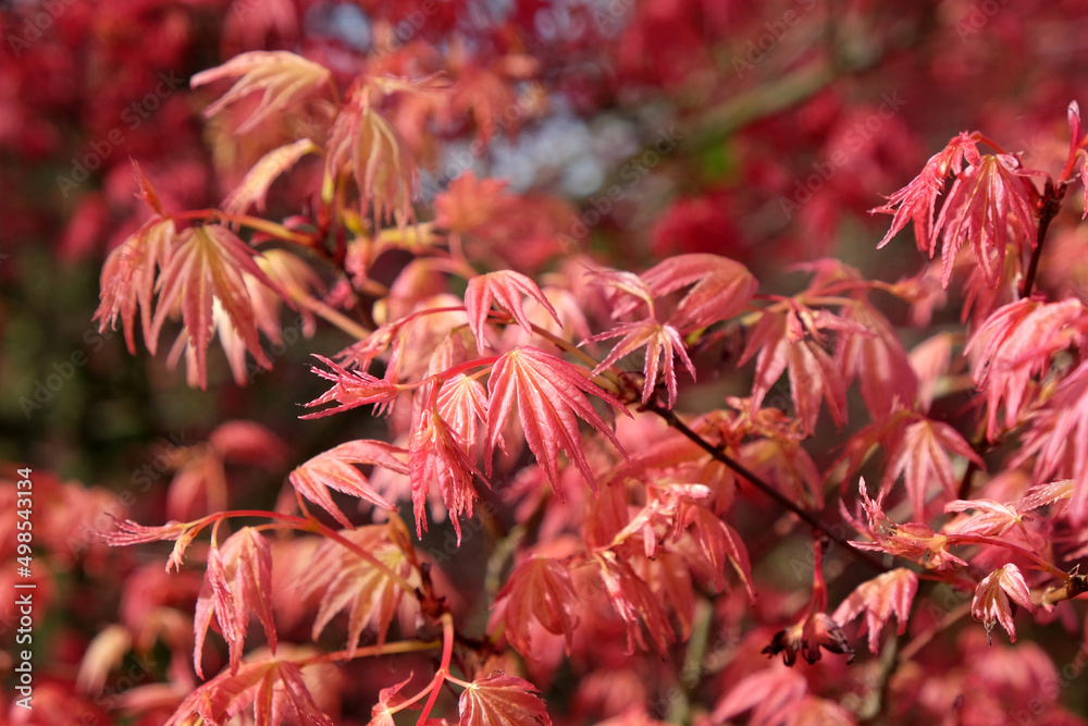 The compact red leaves of Japanese maple 'Shin-deshojoÕ. The compact red leaves of Japanese maple 'Shin-deshojoÕ.