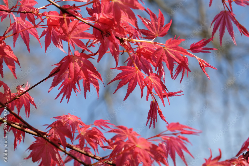 The compact red leaves of Japanese maple 'Shin-deshojoÕ. The compact red leaves of Japanese maple 'Shin-deshojoÕ.