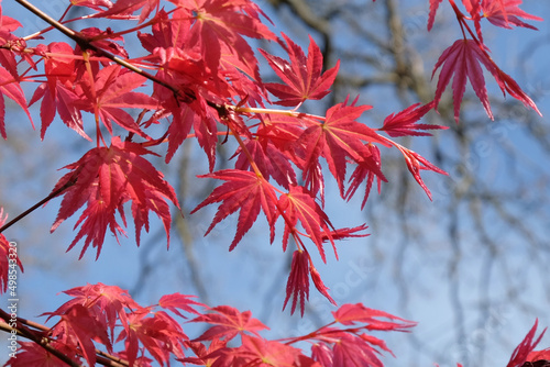 The compact red leaves of Japanese maple 'Shin-deshojoÕ. photo