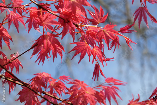 The compact red leaves of Japanese maple 'Shin-deshojoÕ.