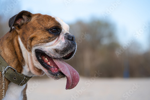 Fototapeta Naklejka Na Ścianę i Meble -  Close Up Of Funny Dog With Tongue Out. English Bulldog Walk Outdoors