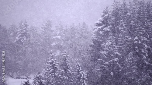 Wallpaper Mural seamless loop of heavy snow falling against trees in background Torontodigital.ca