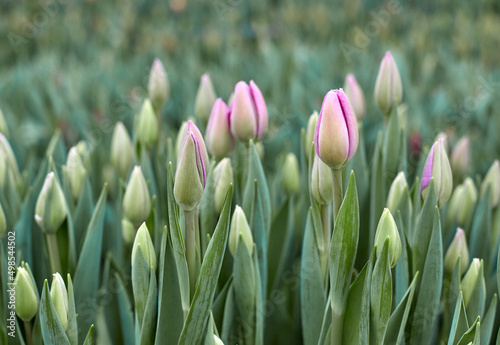 Buds of rose tulips with fresh green leaves in soft lights at blur background.