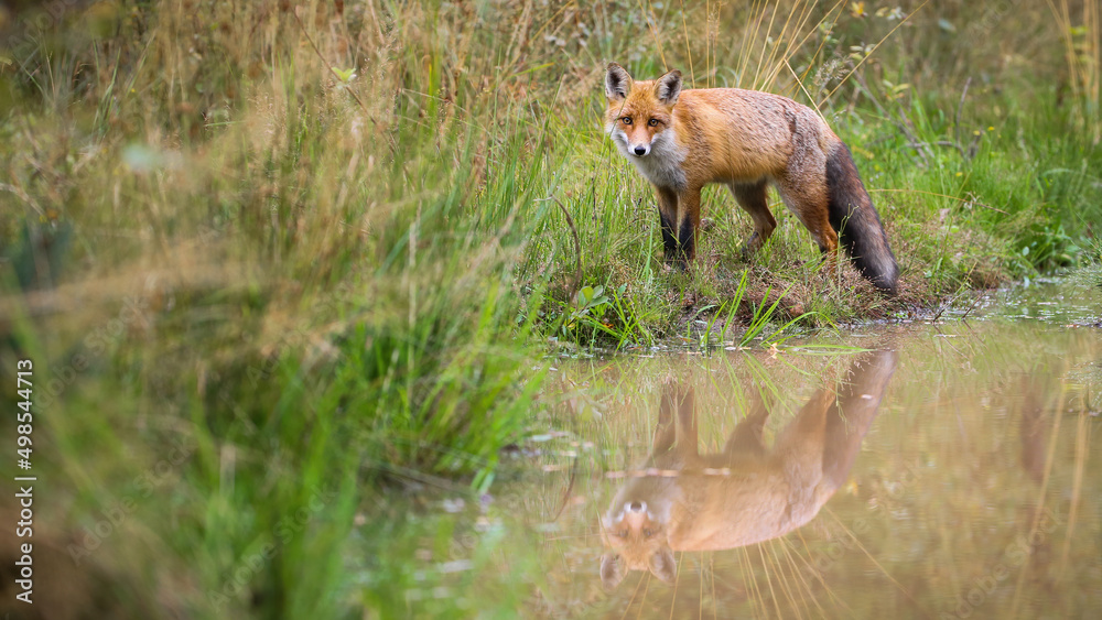 Red fox, vulpes vulpes, looking standing near the water with copy space. Wild mammal looking to the camera on wetland. Orange predator staring on swamp.