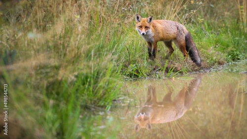 Obraz na płótnie Red fox, vulpes vulpes, looking standing near the water with copy space. Wild mammal looking to the camera on wetland. Orange predator staring on swamp. w salonie