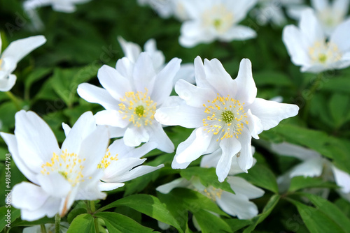 White Wood anemone, lady’s nightcap, in flower