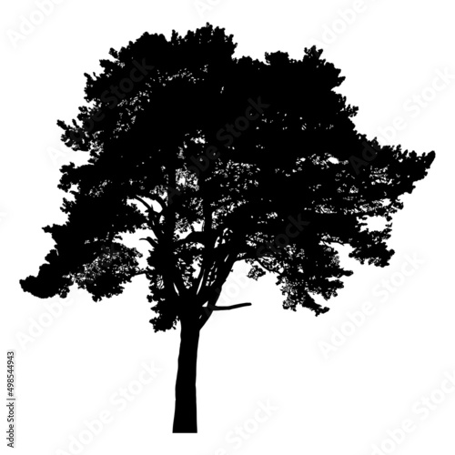 Silhouette of coniferous tree