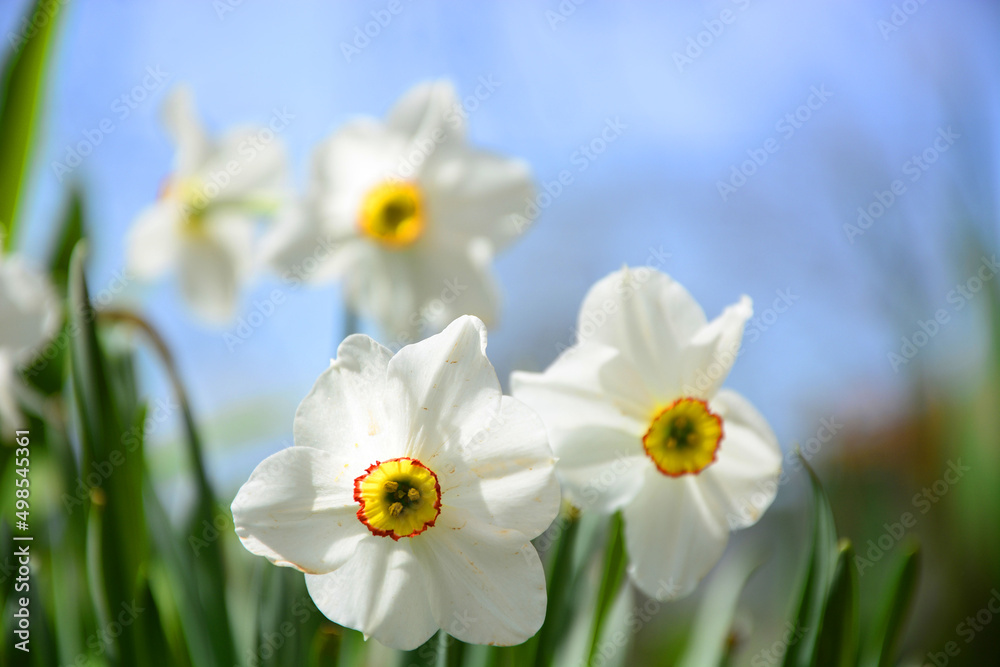 daffodils in spring daffodils in spring