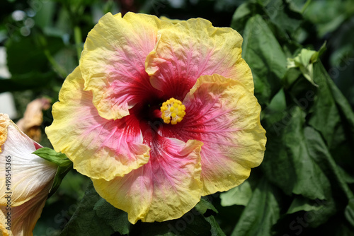 Tropical Hibiscus rosa sinensis Ôsimple pleasuresÕ in flower.