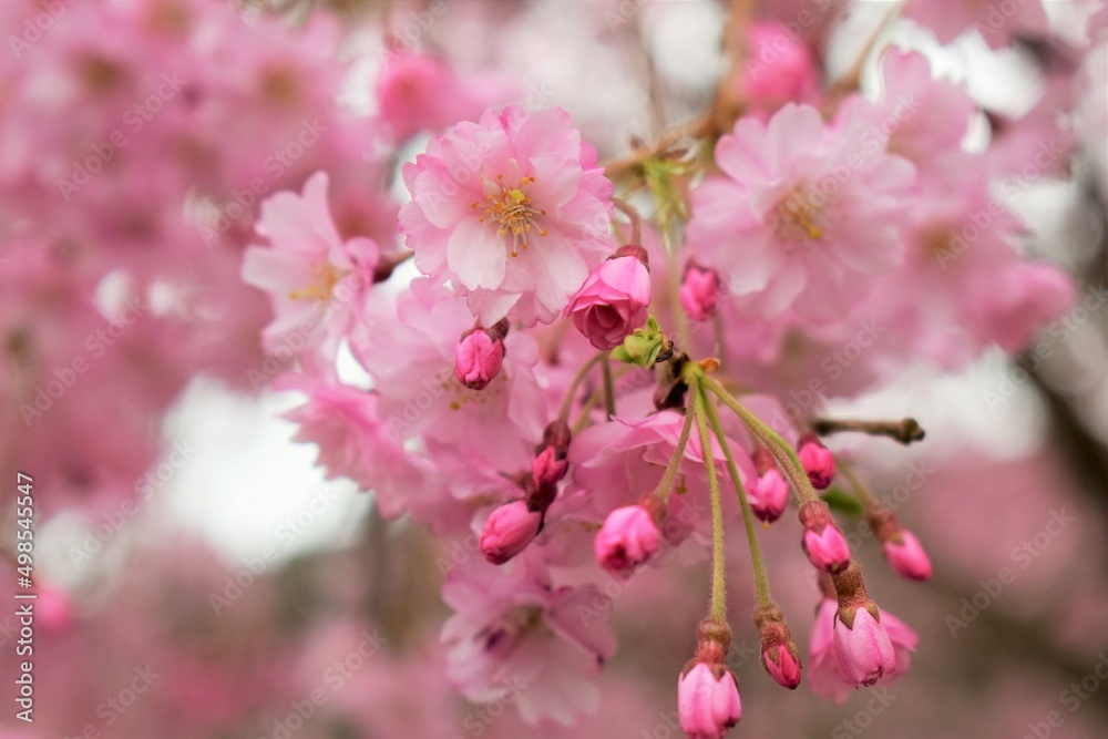 桜,ソメイヨシノ,桜並木,滋賀県,風景,桜吹雪,満開,日本の風景,田舎の風景,自然,びわ湖,琵琶湖,湖,春,Cherry Blossoms,Yoshino cherry tree,Row of cherry blossom trees,木,林,森,桃色,ピンク,biwa lake 桜,ソメイヨシノ,桜並木,滋賀県,風景,桜吹雪,満開,日本の風景,田舎の風景,自然,びわ湖,琵琶湖,湖,春,Cherry Blossoms,Yoshino cherry tree,Row of cherry blossom trees,木,林,森,桃色,ピンク,biwa lake
