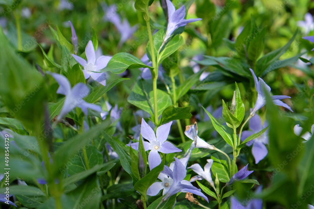Fototapeta premium Pale purple Periwinkles in flower.