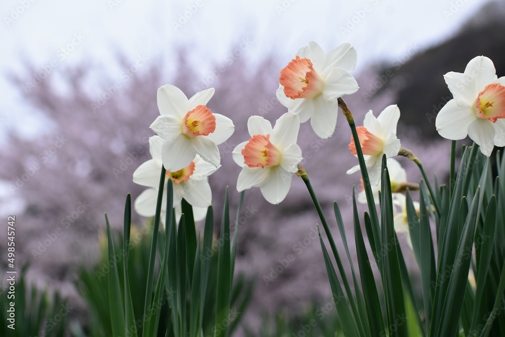 水仙,白,花,花びら,桜,ヒガンバナ科,ラッパスイセン,Narcissus tazetta ,Narcissus