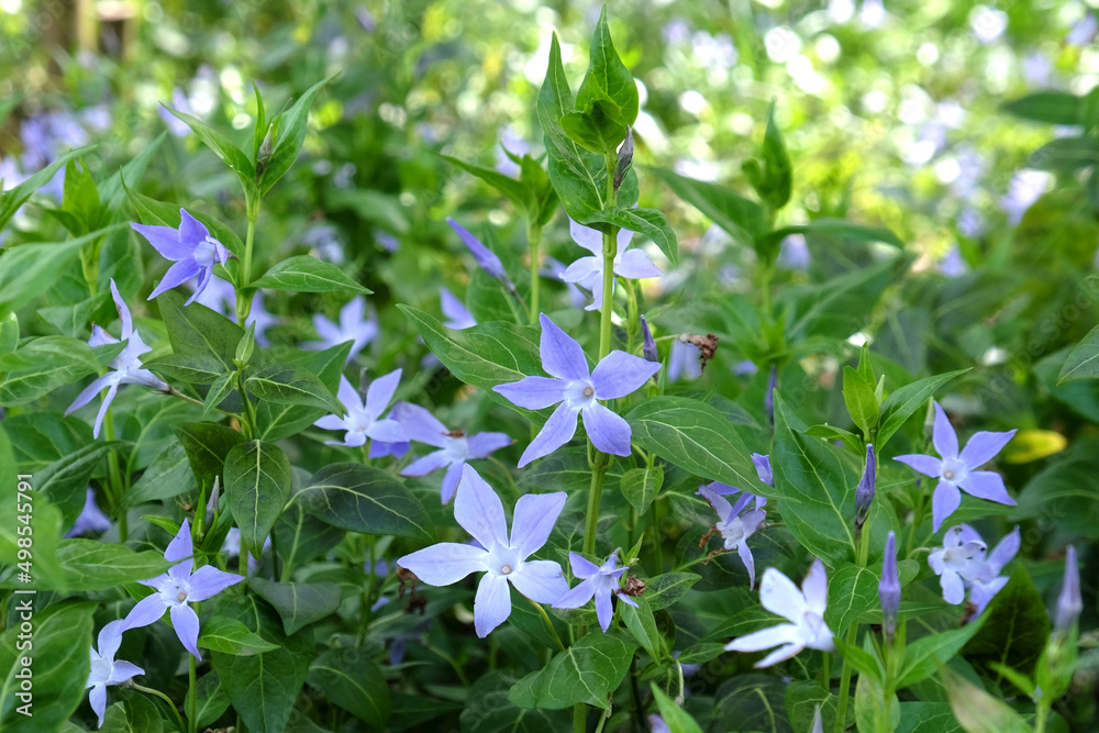 Pale purple Periwinkles in flower. Pale purple Periwinkles in flower.
