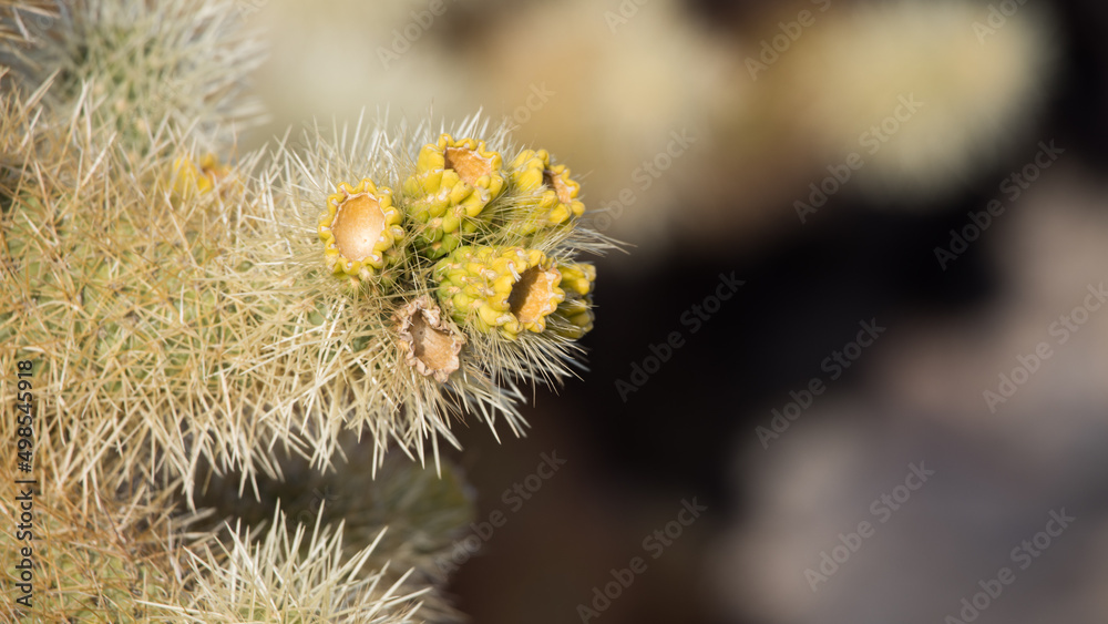 Cholla Cactus close up Cholla Cactus close up