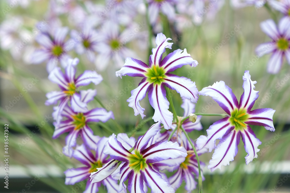 Leucocoryne vittata or sun lily, in flower Leucocoryne vittata or sun lily, in flower