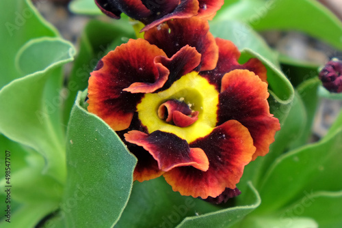 Fotografie Primula Alpine Auricula ÔBilbo BagginsÕ in flower