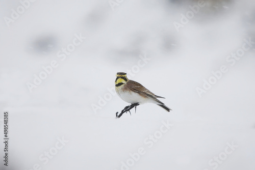 Horned lark or shore lark (Eremophila alpestris) perched on a branch that's sticking from the snow.