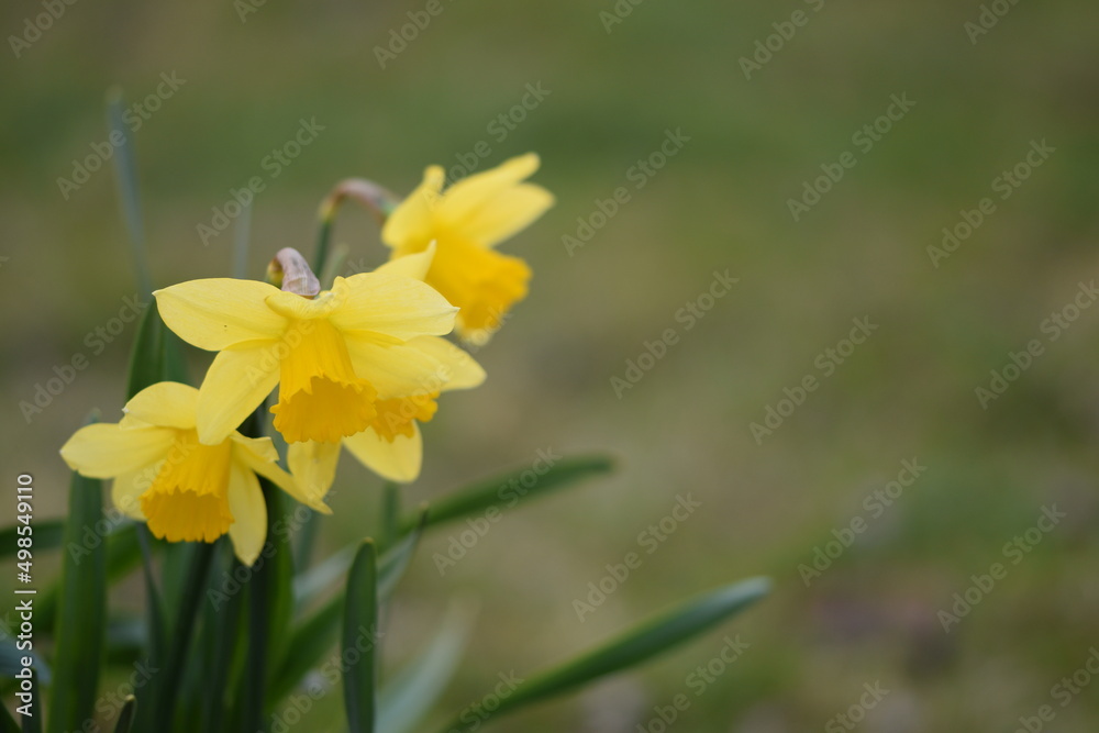 Daffodils yellow flowers on bokeh garden background, spring garden image with space for text. Daffodils yellow flowers on bokeh garden background, spring garden image with space for text.