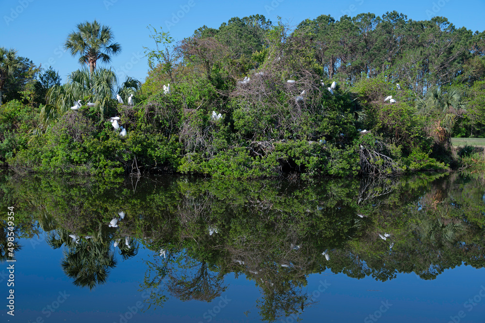 Assortment of Egrets, Herons, and Anhingas in a rookery with reflection in a small lake.
