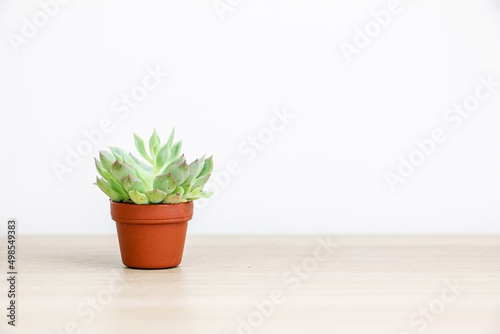 A beautiful small Graptopetalum macdougallii house plant  succulent  is displayed in a small brown pot on the left side of wooden desk