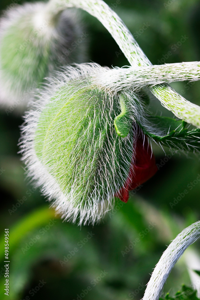 Opening buds of poppy flowers in a sunny meadow.