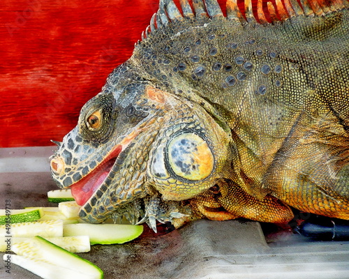 Fototapeta Naklejka Na Ścianę i Meble -  Closeup of a Red Iguana