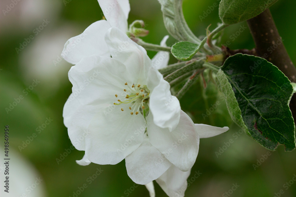 Branches of pears with flowers, buds and leaves on a sunny day.