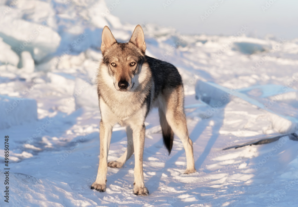 Naklejka premium Bright portrait of a crossbreed dog and wolf standing in snow at sunset. Ice hummocks on background. Beautiful natural background.