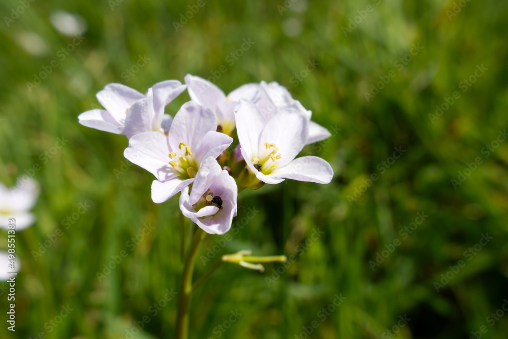 Tiny black beetles covered in pollen inside the blooms of Lady's Smock (Cardamine pratensis), also known as Cuckoo flower, Mayflower or Milkmaids Tiny black beetles covered in pollen inside the blooms of Lady's Smock (Cardamine pratensis), also known as Cuckoo flower, Mayflower or Milkmaids