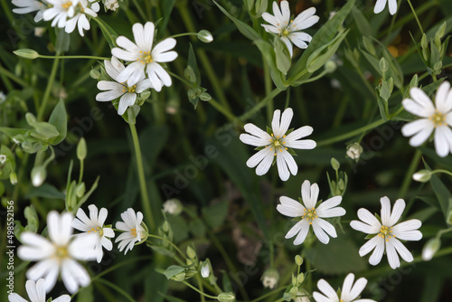 Marsh stitchwort white flowers