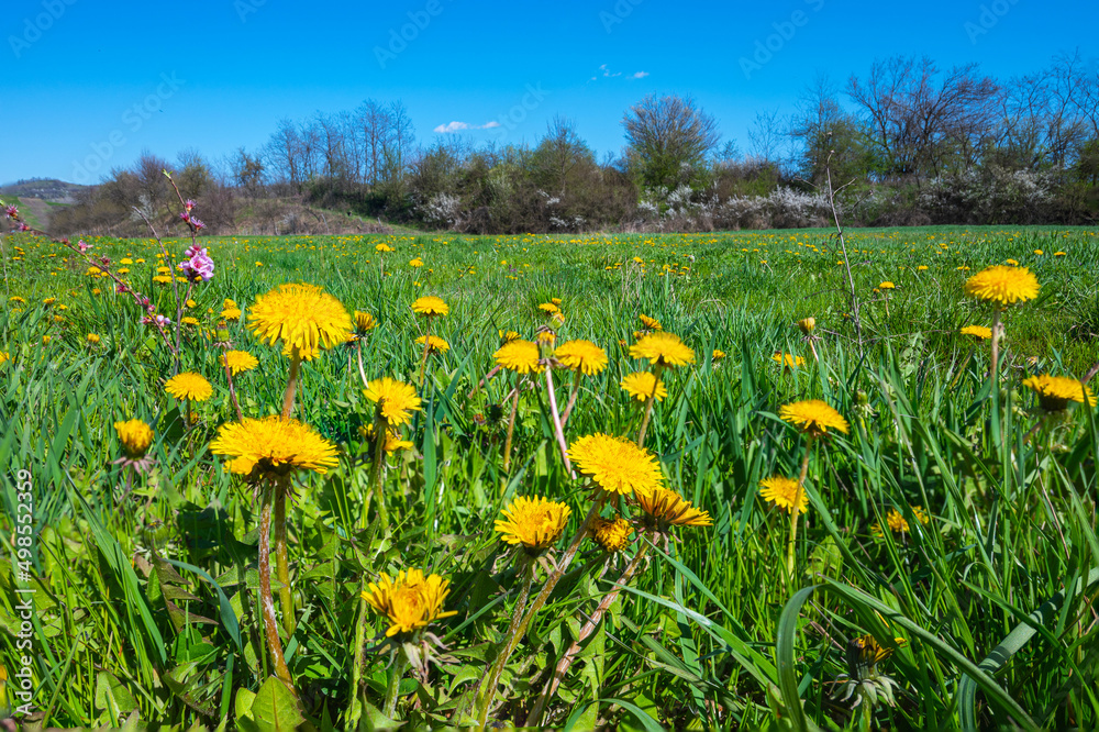 Beautiful spring decor. Field with green grass and many yellow flowers - dandelion.