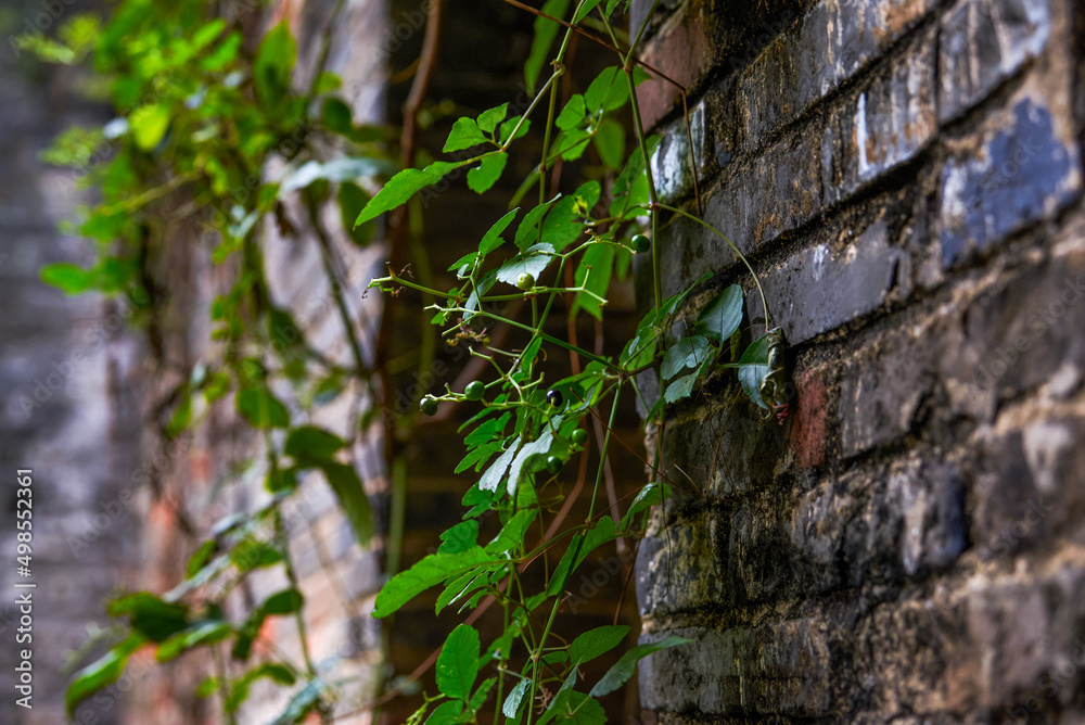 Brick walls and planted plants in an ancient Chinese village Brick walls and planted plants in an ancient Chinese village