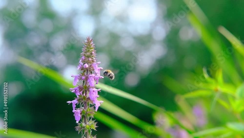 bee sits on a honey plant, lilac flower, collects nectar, concept of beekeeping, getting useful honey, natural ecological product