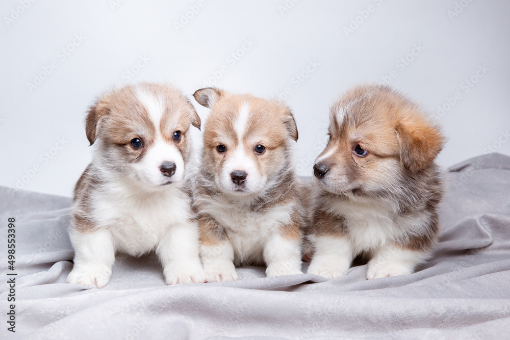 a group of cute Welsh corgi puppies