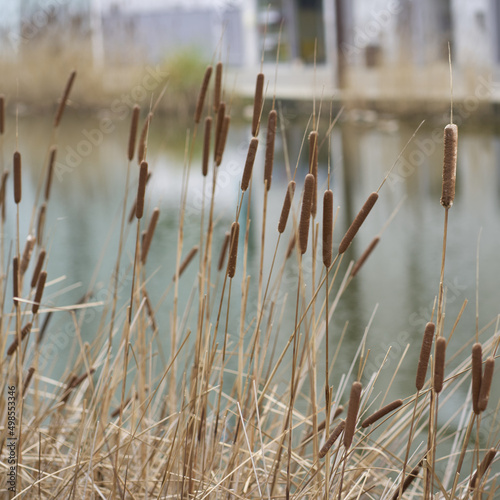 reed bed