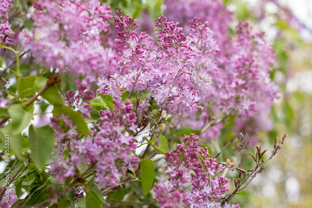 Beautiful blooming lilac in the garden in spring.