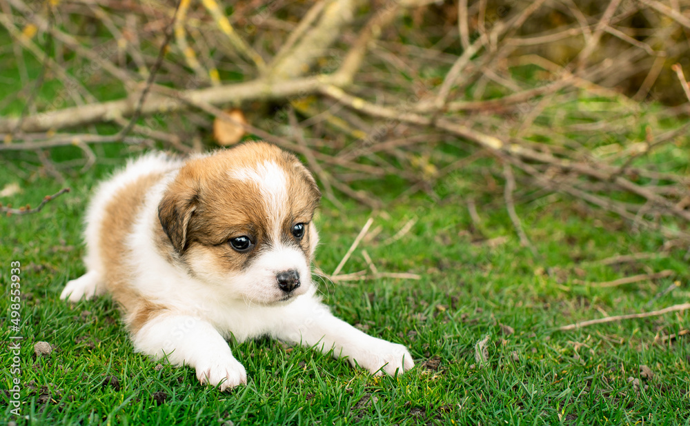 Little puppy on a background of green grass. He is one month old. Cute dog has a tricolor color. Little puppy on a background of green grass. He is one month old. Cute dog has a tricolor color.