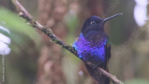 Velvet-purple Coronet (boissonneaua jardini). Hummingbird perched on a branch while the mist falls on it. photo