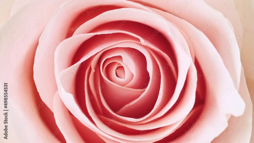 Beautiful pink rose rotating on white background, macro shot. Bud closeup. Blooming pink rose flower open. Holiday backdrop, Valentine's Day concept. High quality 4k footage