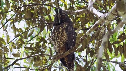 Stygian owl (Asio stygius). Owl sleeping in a tree in the middle of the day photo