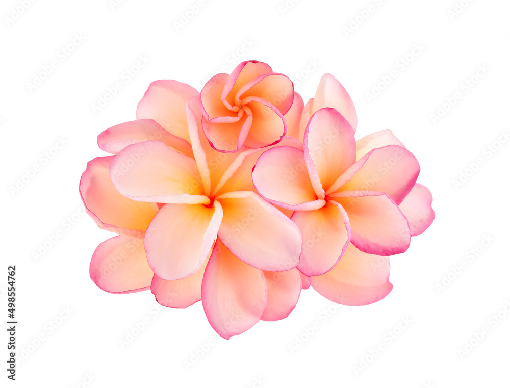 Top view of Frangipani flowers isolated on white background Top view of Frangipani flowers isolated on white background