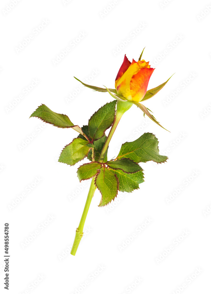 Fototapeta premium Orange rose on white background