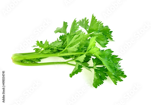 celery isolated on white background