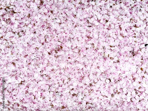 Cherry blossoms background 