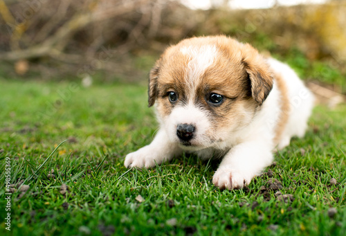 Little puppy on a background of green grass. He is one month old. Cute dog has a tricolor color. © Olha