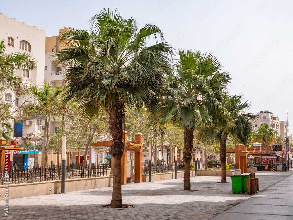 Beautiful, tall date palms on the street of the resort town.